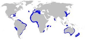 Heptranchias perlo distmap.png