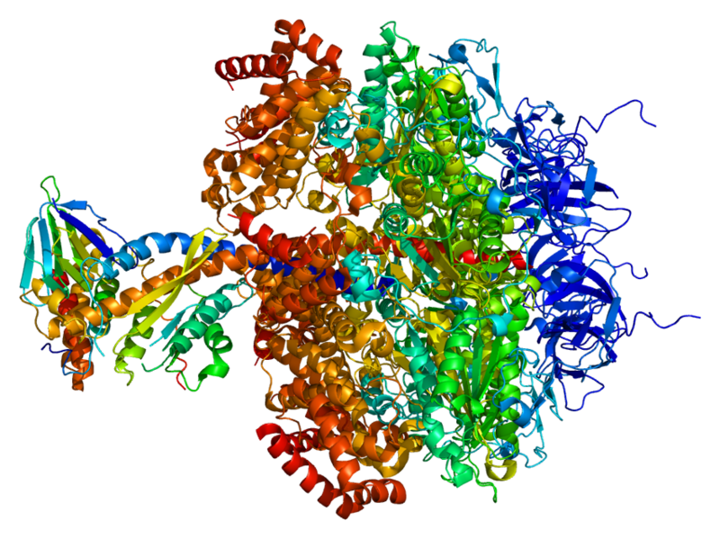 ملف:Protein ATP5D PDB 1e79.png