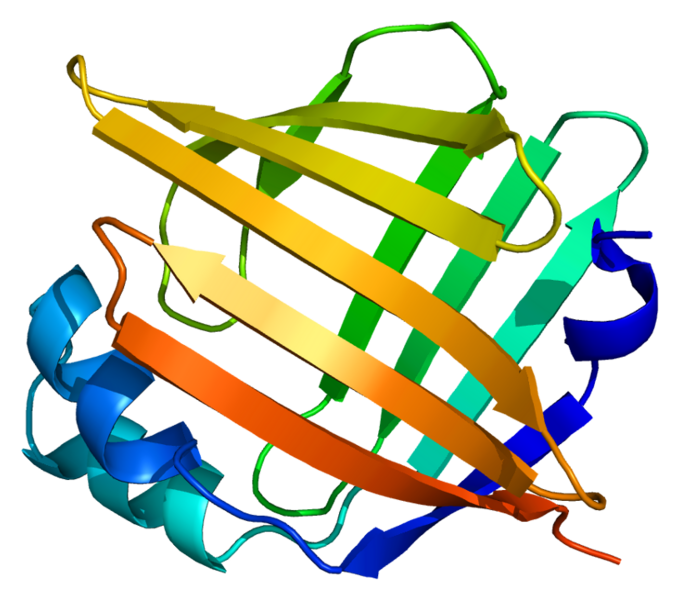 ملف:Protein FABP5 PDB 1b56.png