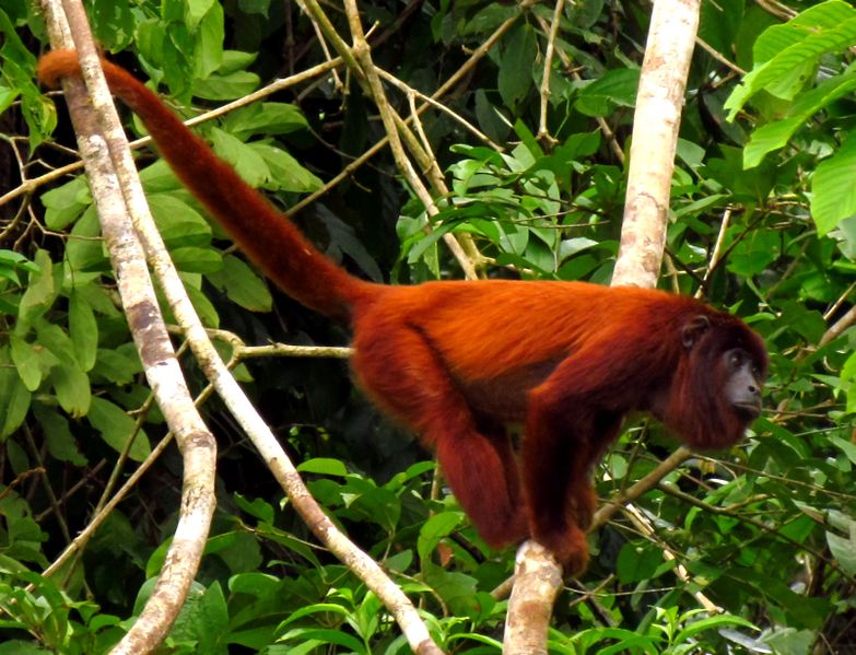 ملف:Purus Red Howler Monkey.jpg