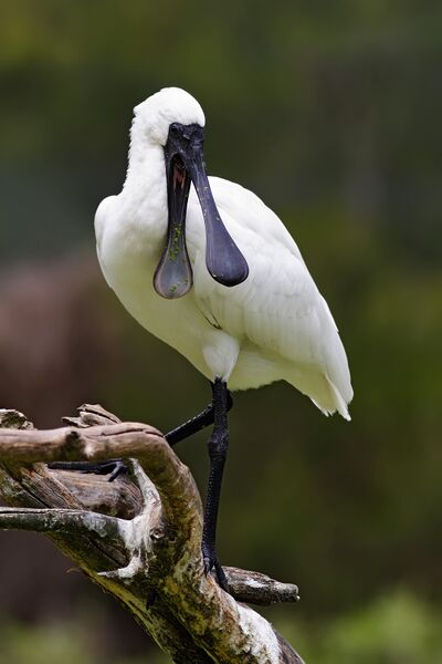 ملف:Royal Spoonbill mouth open.jpg