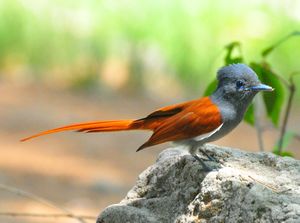 Terpsiphone viridis - African Paradise Flycatcher.jpg