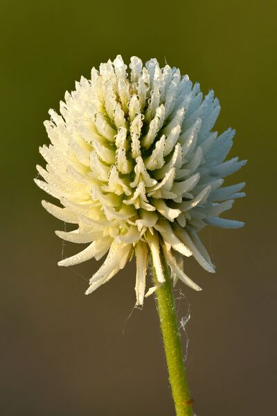ملف:Trifolium montanum - Niitvälja.jpg