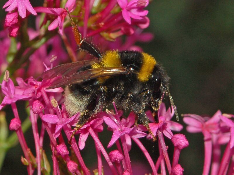 ملف:Apidae - Bombus ruderatus.JPG