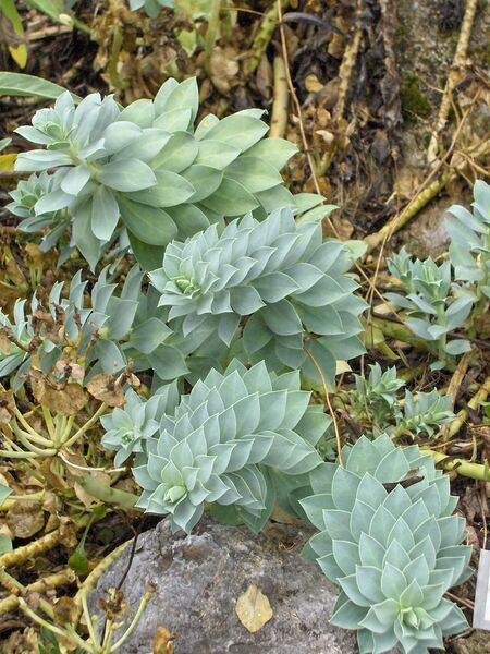 ملف:Euphorbia myrsinites.JPG