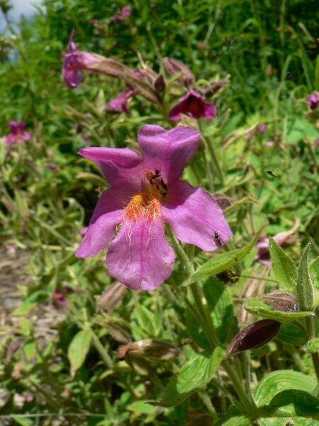 ملف:Mimulus lewisii 21624.JPG