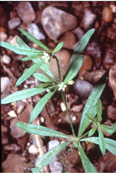 ملف:Mollugo verticillata (USDA).jpg