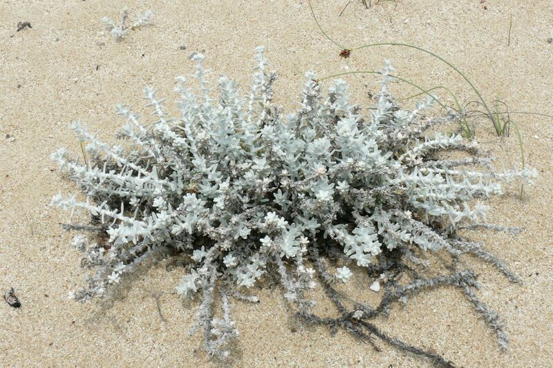 ملف:Otanthus maritimus 2.JPG