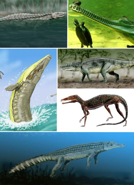 ملف:Pancrocodylia diversity.jpg