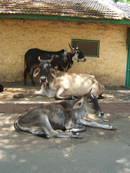 ملف:Cows in India 2007.JPG