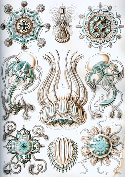ملف:Haeckel Narcomedusae.jpg