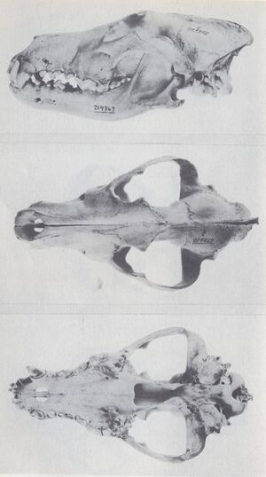 The Wolves of North America (1944) C. l. irremotus ♂.jpg