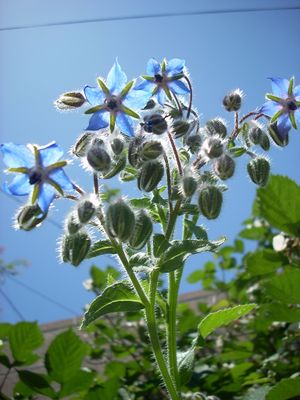Blue borage flowers 2526205868 6b35bbac29 b.jpg