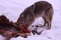 ذئب البراري يقتات على جثة إلكة في شتاء وادي لامار