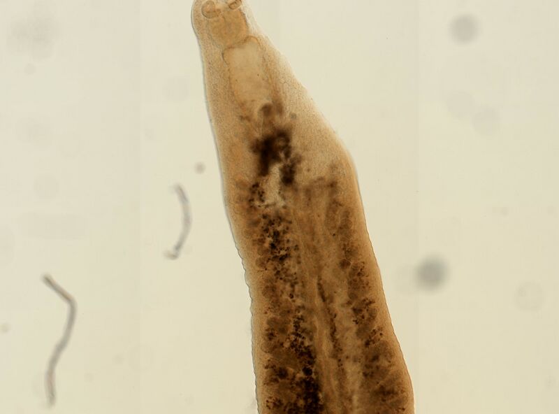 ملف:Octobothrium (YPM IZ 094267).jpeg