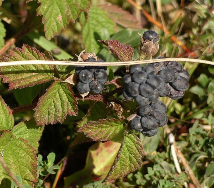 ملف:Rubus caesius.jpg