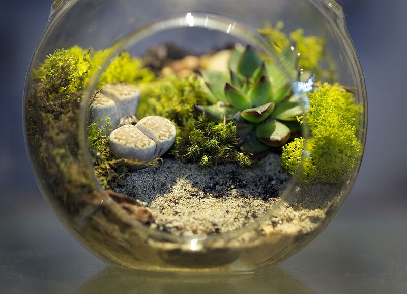 ملف:Terrarium small.jpg