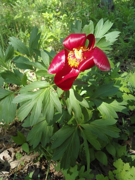 ملف:Червен божур 3.jpg