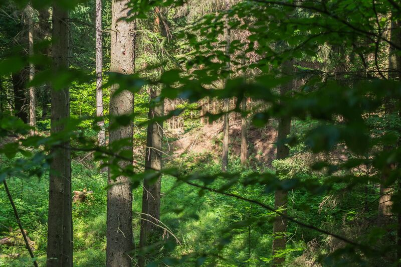 ملف:Geologische Orgel Haselbach 013.jpg