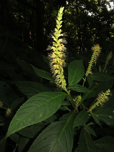 ملف:Leucosceptrum japonicum 3.JPG