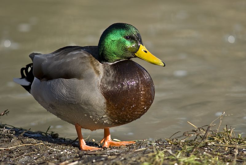 ملف:Male mallard duck 2.jpg