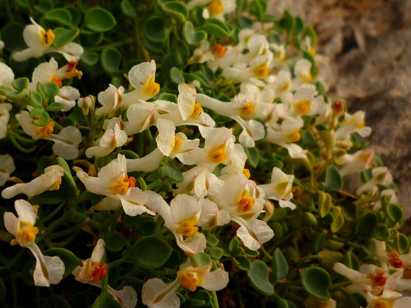 ملف:Sarcocapnos enneaphylla733.jpg