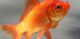 Common goldfish.JPG