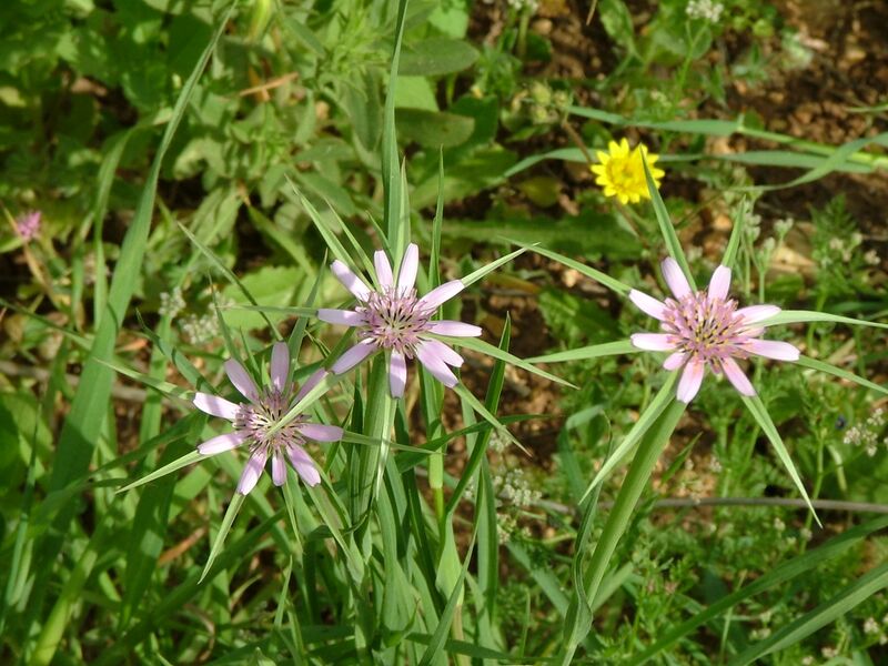 ملف:Goat's Beard.jpg