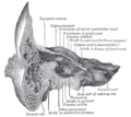 Coronal section of right temporal bone.