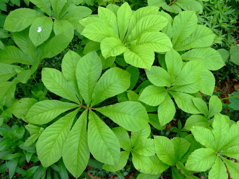 ملف:Rodgersia sambucifolia.jpg