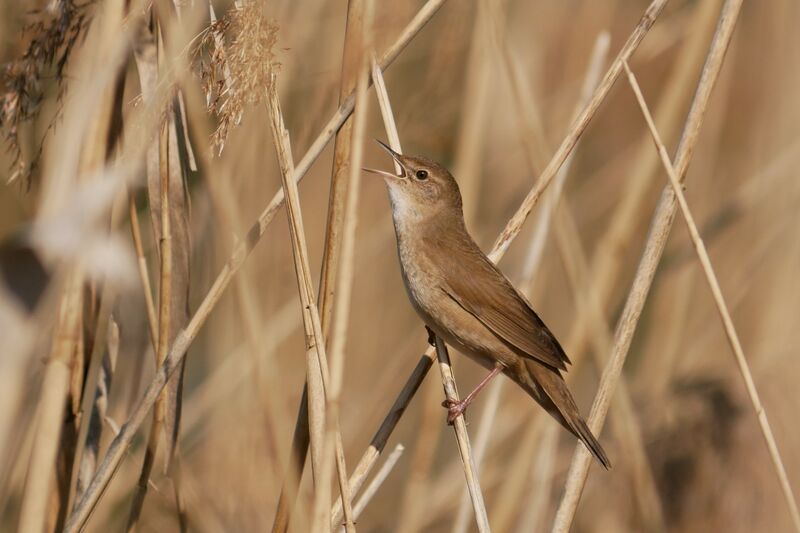 ملف:Rohrschwirl Chiemgau.jpg