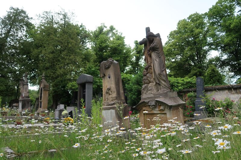 ملف:Sobotka (14).jpg