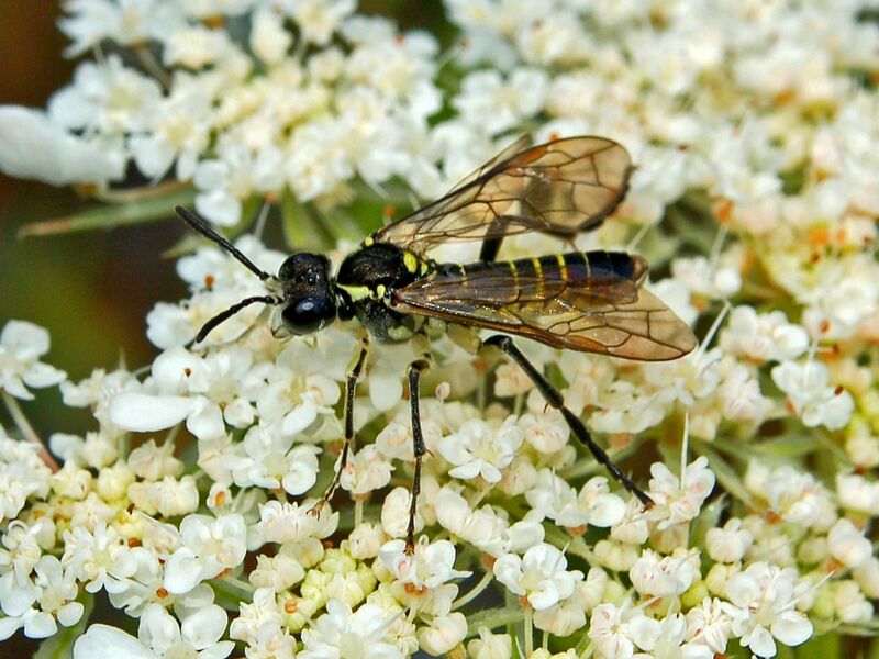 ملف:Tenthredinidae - Tenthredo arcuata-1.jpg