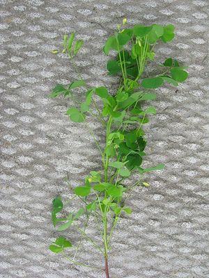 أقصليس أصفر.jpg