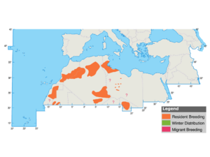 132121 M001 FulvousBabbler.png