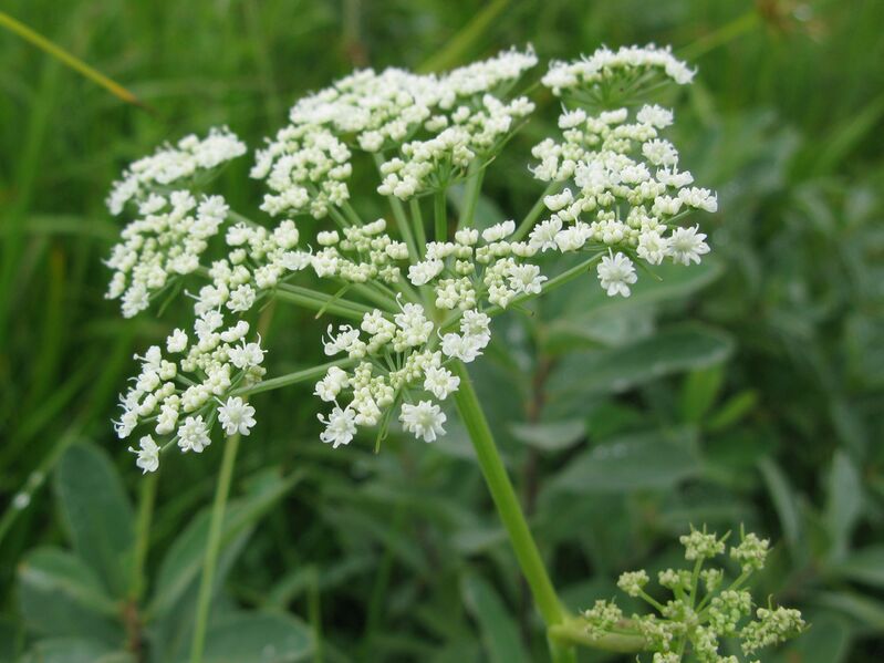 ملف:Angelica genuflexa 5.JPG