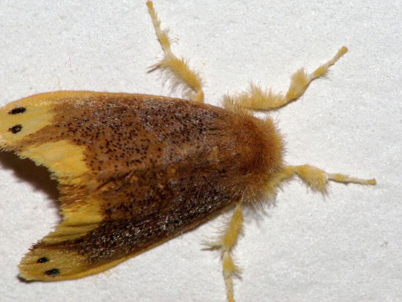 ملف:Arna bipunctapex.jpg