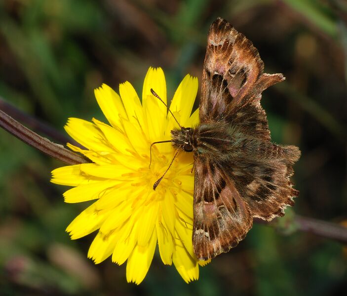 ملف:Butterfly October 2007-1.jpg
