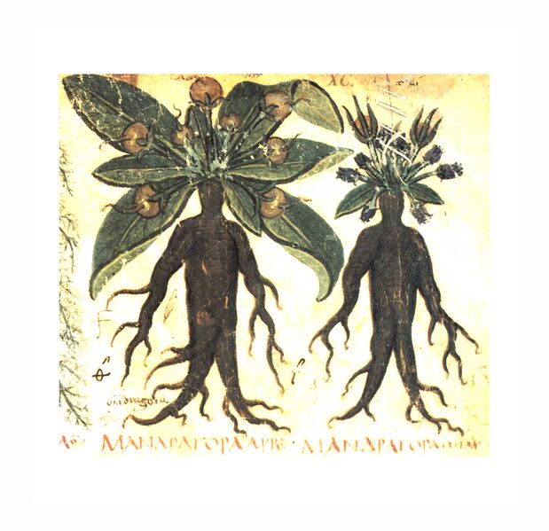 ملف:Dioskurides Neapel Mandragora.jpg