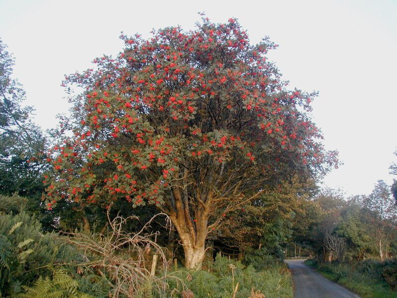 ملف:Rowan tree 20081002b.jpg