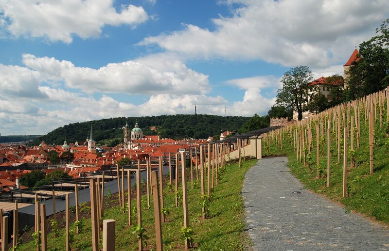 ملف:Svatovaclavska vinice.jpg