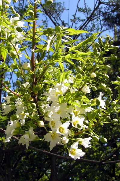 ملف:Xanthoceras sorbifolium2.jpg