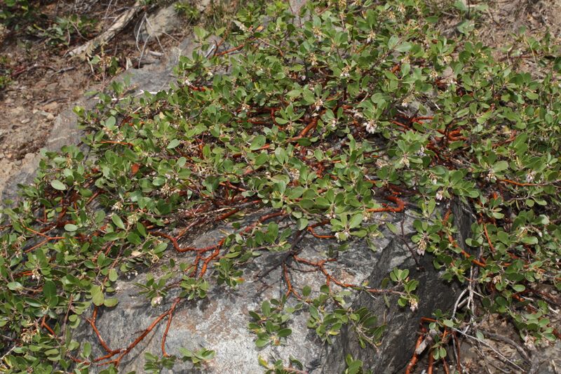 ملف:Arctostaphylos nevadensis 7751.JPG