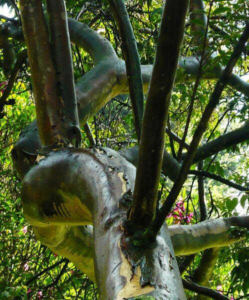 ملف:Calycolpus moritzianus.JPG