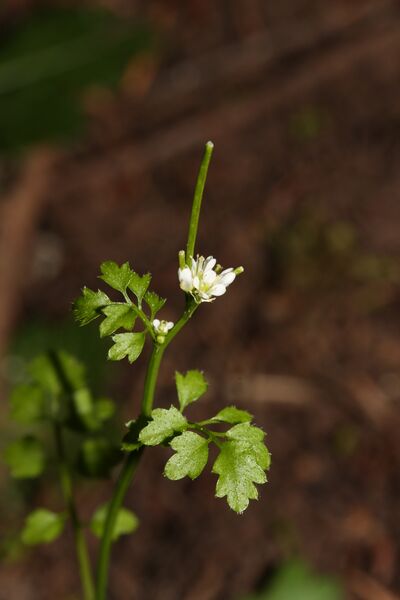 ملف:Cardamine oligosperma 6649.JPG