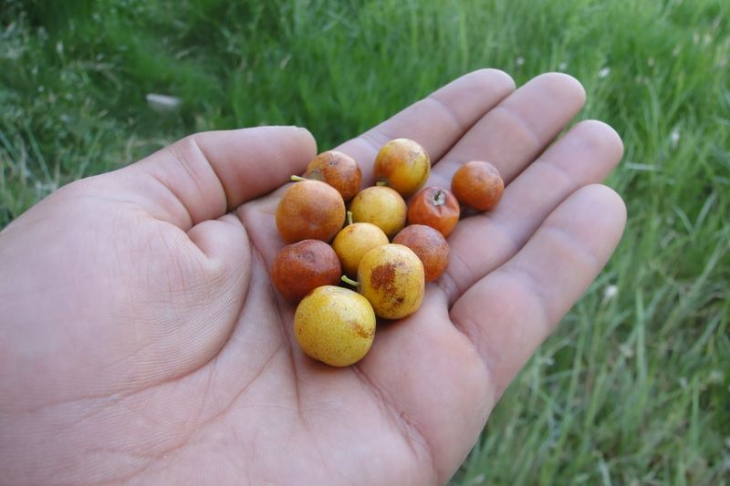 ملف:Iran Zizyphus.JPG