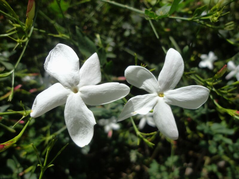 ملف:Jasminum grandiflorum (Oleaceae).jpg