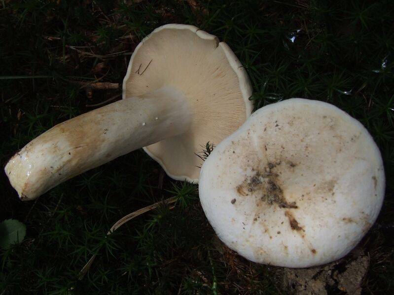 ملف:Lactarius piperatus BS11.jpg