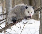 Gray and white opossum