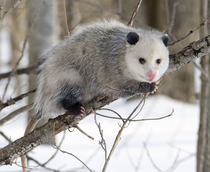 ملف:Opossum 2.jpg
